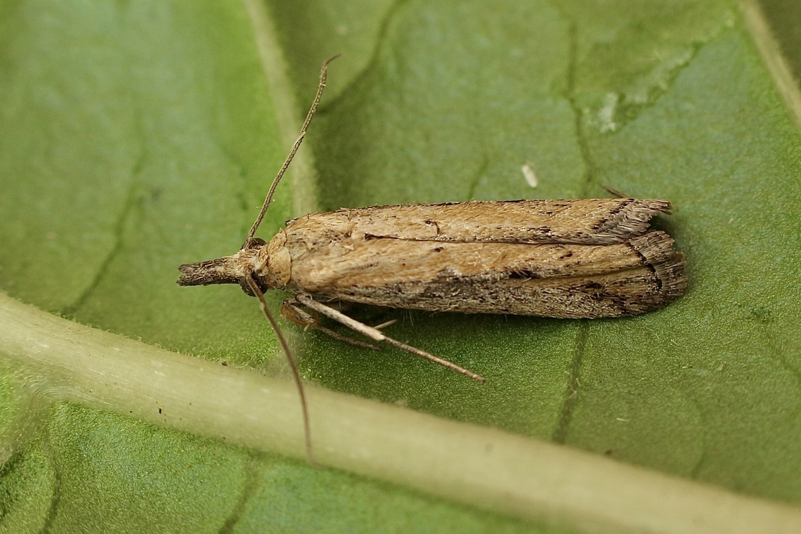Couchgrass Webworm - Faveria tritalis Attracted to UV light. Australia,Couchgrass Webworm,Eamw moth,Encounter Bay SA,Faveria tritalis,Geotagged,Spring,UVL