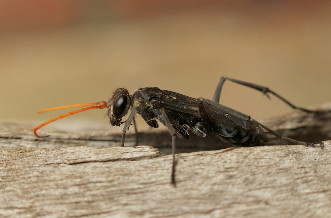 Wasp in Genus- Fabriogenia Collected a mud capsual with either eggs or grub inside 10 weeks ago and the wasp emerged this morning ( 10.11.2024 ) Australia,Eamw wasps,Encounter Bay SA,Geotagged,Spring