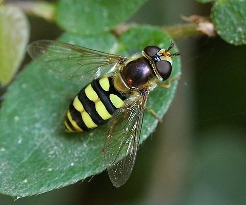 American hoverfly- Eupeodes americanus  American hoverfly,Eamw Hoover flies,Eupeodes americanus,Florida,Geotagged,Summer,United States