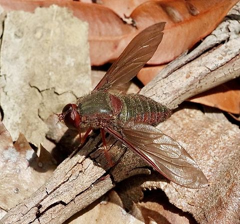 Bee fly - Comptosia insignis  Australia,Comptosia insignis,Geotagged,North Nowra Nsw,Spring,eamw flies