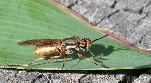 Lagenosoma dispar  Australia,Geotagged,Karana Downs Qld,Lagenosoma dispar,Spring,eamw flies