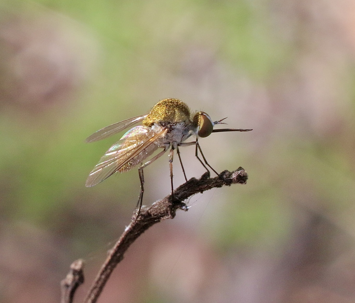 Aster Bee Fly - Sparnopolius confusus  Australia,Geotagged,Karana Downs Qld,Sparnopolius confusus,Spring,eamw flies