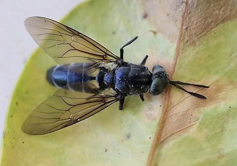 Black Soldier Fly - Hermetia illucens  Australia,Black Soldier Fly,Geotagged,Hermetia illucens,Karana Downs Qld,Spring,eamw flies