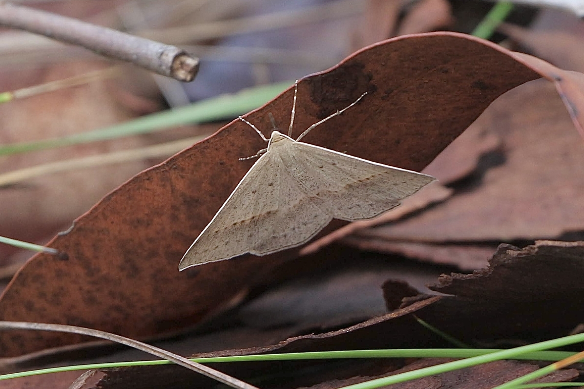 Neat Epidesmia - Epidesmia tryxaria  Australia,Eamw moth,Epidesmia tryxaria,Geotagged,NSW Tea Gardens,Summer