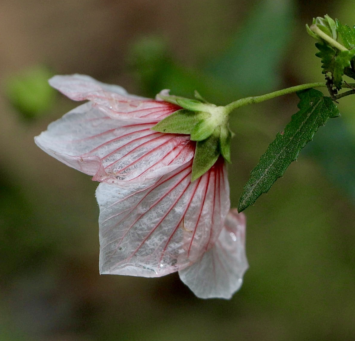 Spearleaf Swampmallow - Pavonia hastata Mostlikely introduced into Australia. Australia,Eamw flora,Geotagged,NSW Tea Gardens,Pavonia hastata,Summer