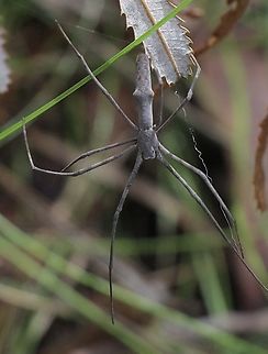 Rufous Net-casting Spider Asianopis subrufa Very variable. Asianopis subrufa,Australia,Eamw spiders,Geotagged,NSW Tea Gardens,Summer