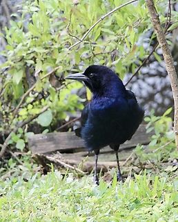 Great-tailed Grackle - Quiscalus mexicanus  Eamw birds,Florida,Geotagged,Great-tailed Grackle,Quiscalus mexicanus,Summer,United States