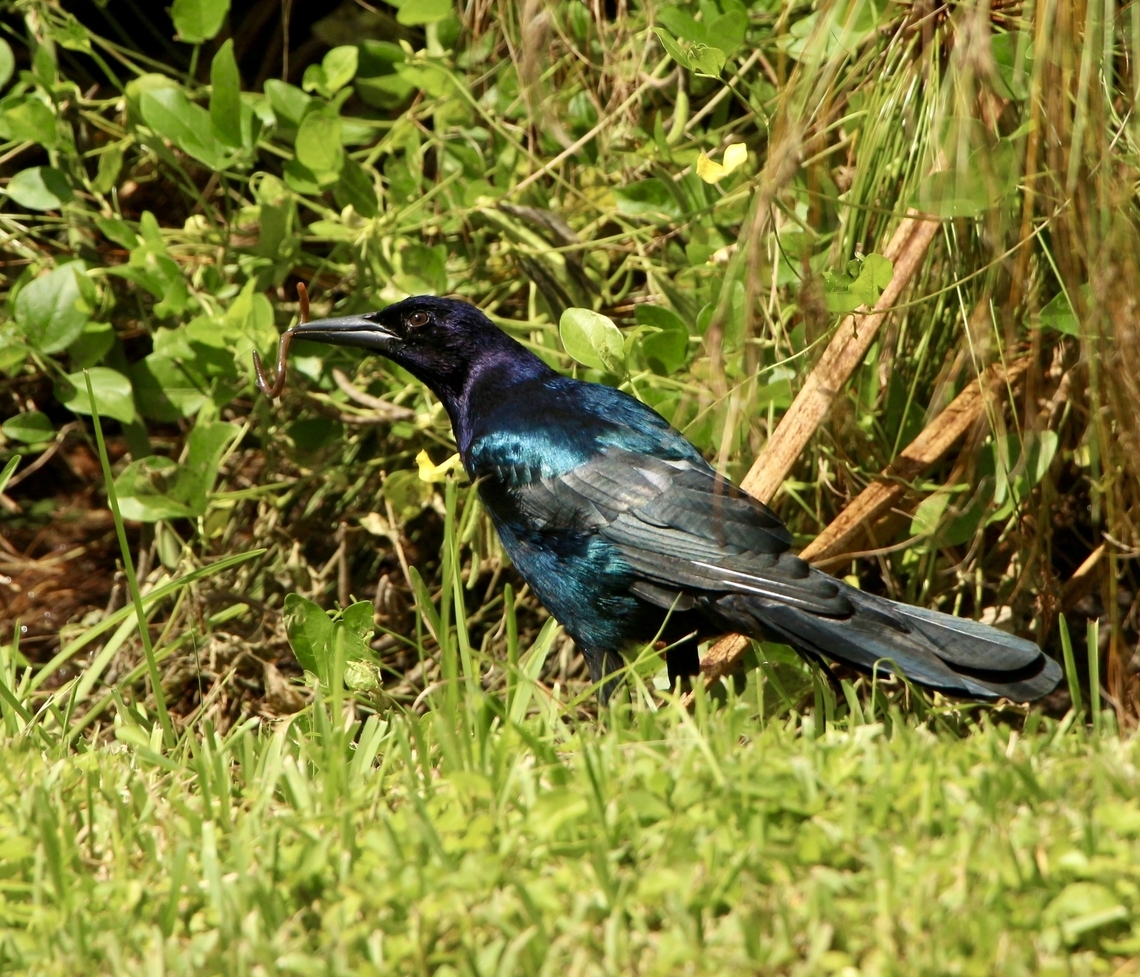 Great-tailed Grackle - Quiscalus mexicanus  Eamw birds,Florida,Geotagged,Great-tailed Grackle,Quiscalus mexicanus,Summer,United States