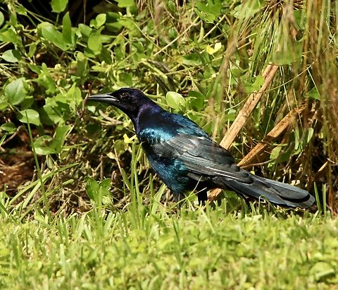 Great-tailed Grackle - Quiscalus mexicanus Eamw birds,Florida,Geotagged,Great-tailed Grackle,Quiscalus mexicanus,Summer,United States