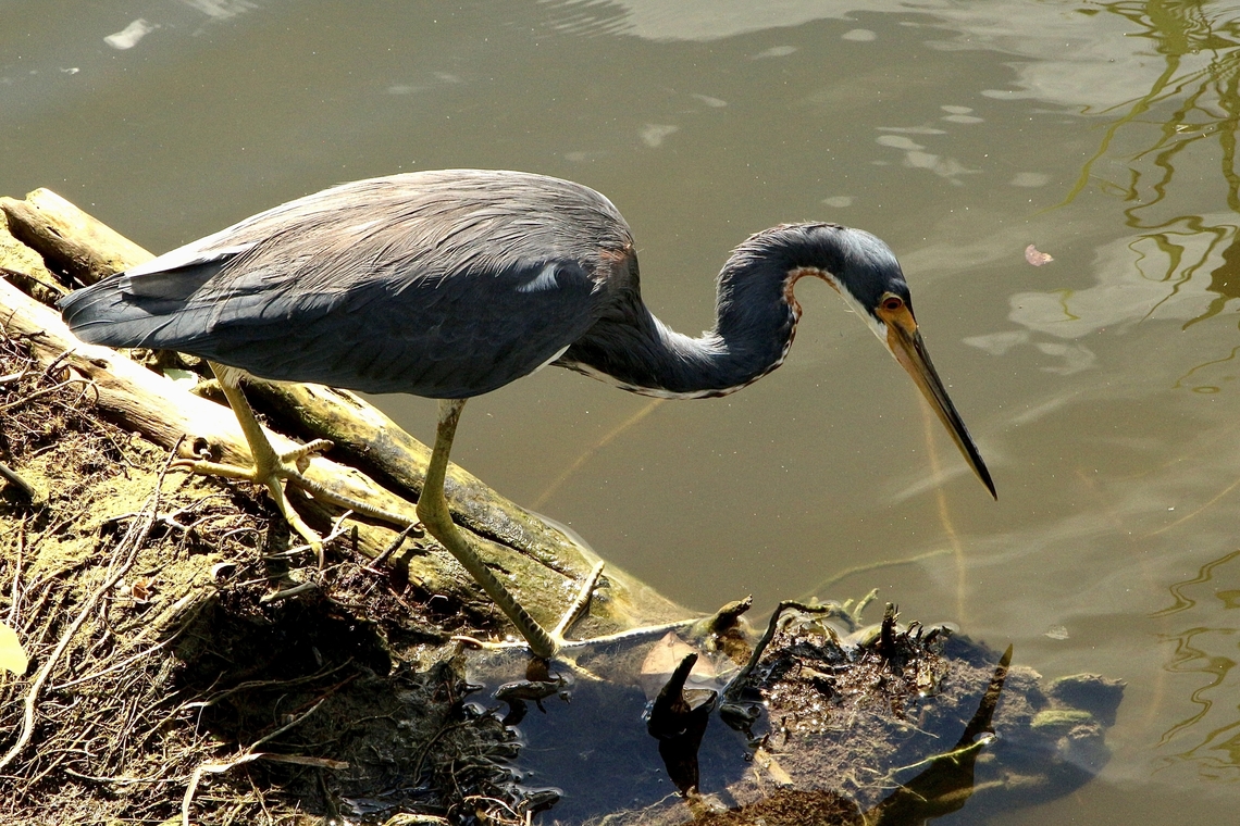 Tri colored heron - Egretta tricolor Searching for fish,I guess. Eamw birds,Egretta tricolor,Florida,Geotagged,Summer,Tricolored heron,United States