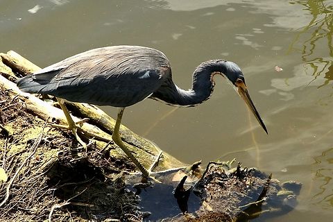 Tri colored heron - Egretta tricolor Searching for fish,I guess. Eamw birds,Egretta tricolor,Florida,Geotagged,Summer,Tricolored heron,United States