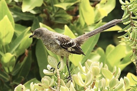 The Northern Mockingbird -Mimus polyglottos  Eamw birds,Florida,Geotagged,Mimus polyglottos,Northern mockingbird,Summer,United States