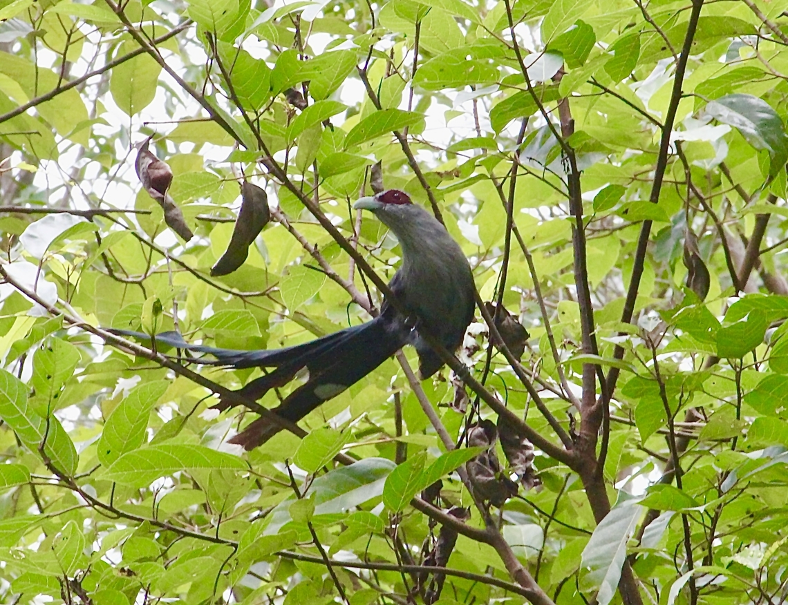 Green-billed malkoha- Phaenicophaeus tristis  Eamw birds,Geotagged,Green-billed malkoha,Phaenicophaeus tristis,Summer,Vietnam