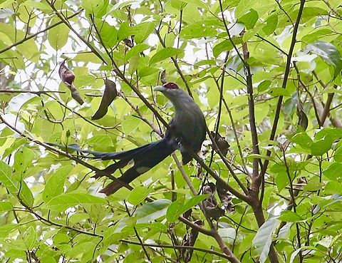 Green-billed malkoha- Phaenicophaeus tristis  Eamw birds,Geotagged,Green-billed malkoha,Phaenicophaeus tristis,Summer,Vietnam