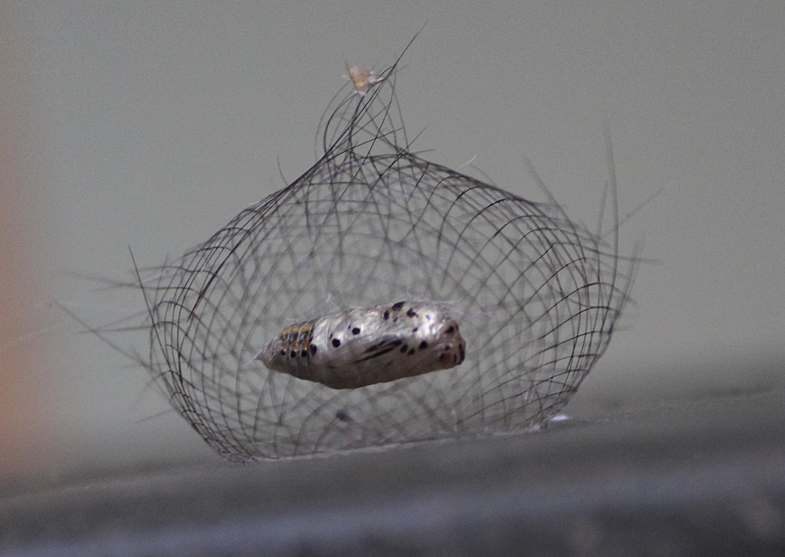 Moth pupae ( genus Cyana )suspended in a protective construction . The caterpillar uses its long hair prior to pupating to build this protective enclosure. Eamw moth,Eamw pupae,Geotagged,Summer,Vietnam