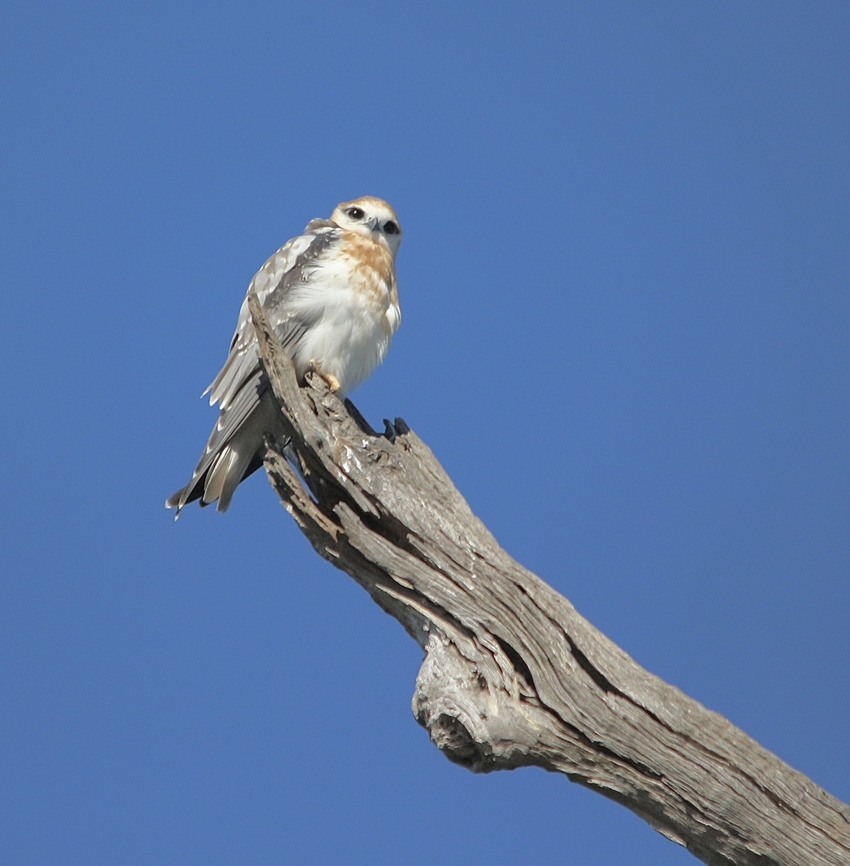 Black- shouldered Kite - Elanus axilaris Perching high up a dead river red gum tree.<br />
 Bairnsdale Vic,Black-shouldered Kite,Eamw birds,Eamw birds of prey,Elanus axillaris,Elanus leucurus,Fall,White-tailed kite