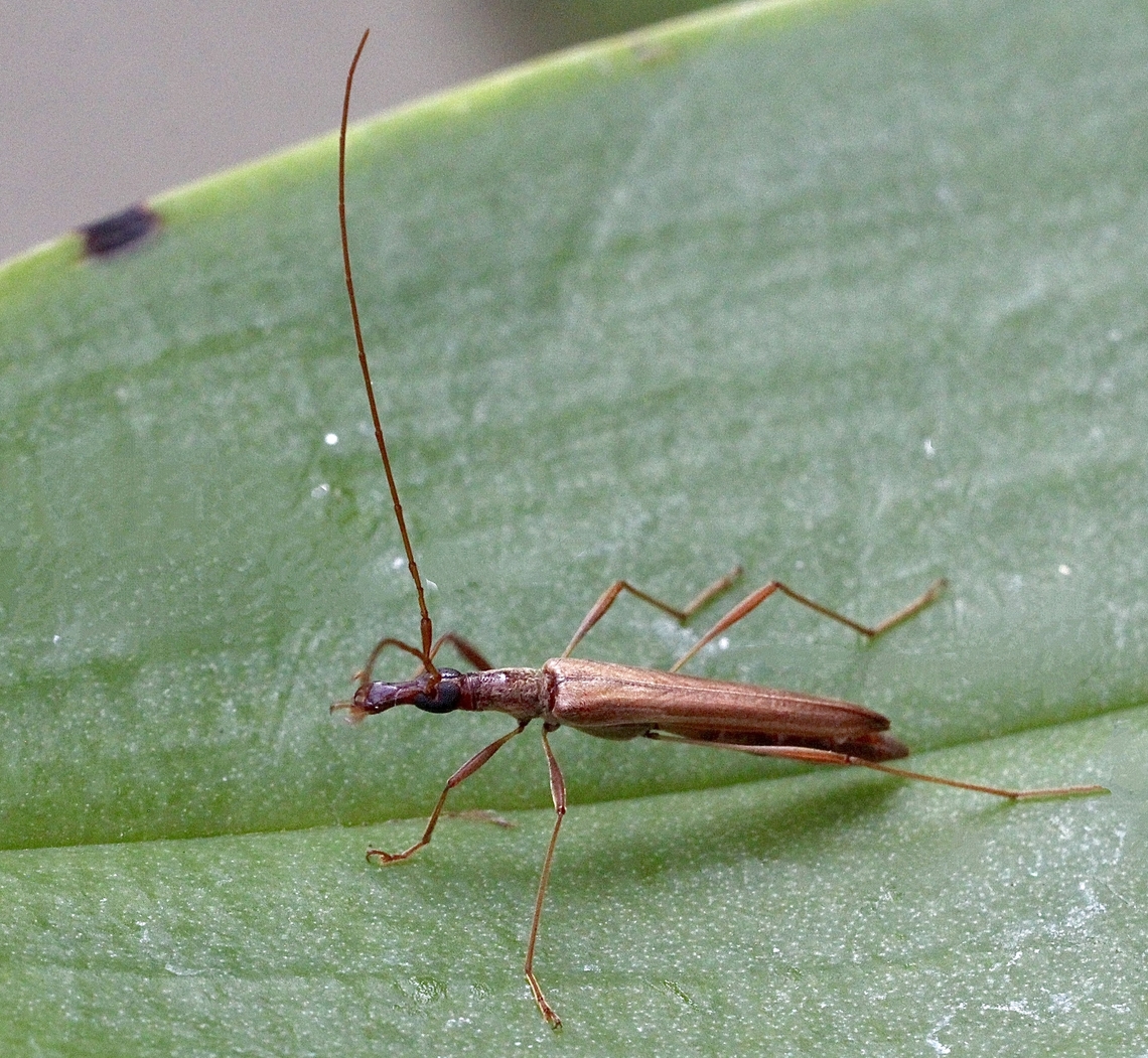 Rhinophthalmus nasutus  Australia,Eamw beetles,Geotagged,Rhinophthalmus nasutus,Summer,Talisker Conservation Park,eamw Long Horn beetle