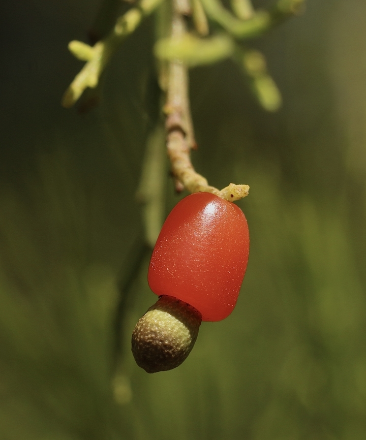 Exocarpos cupressiformis  Australia,Eamw flora,Exocarpos cupressiformis,Geotagged,Kyeema Conservation Park,Spring