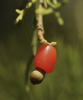 Exocarpos cupressiformis  Australia,Eamw flora,Exocarpos cupressiformis,Geotagged,Kyeema Conservation Park,Spring