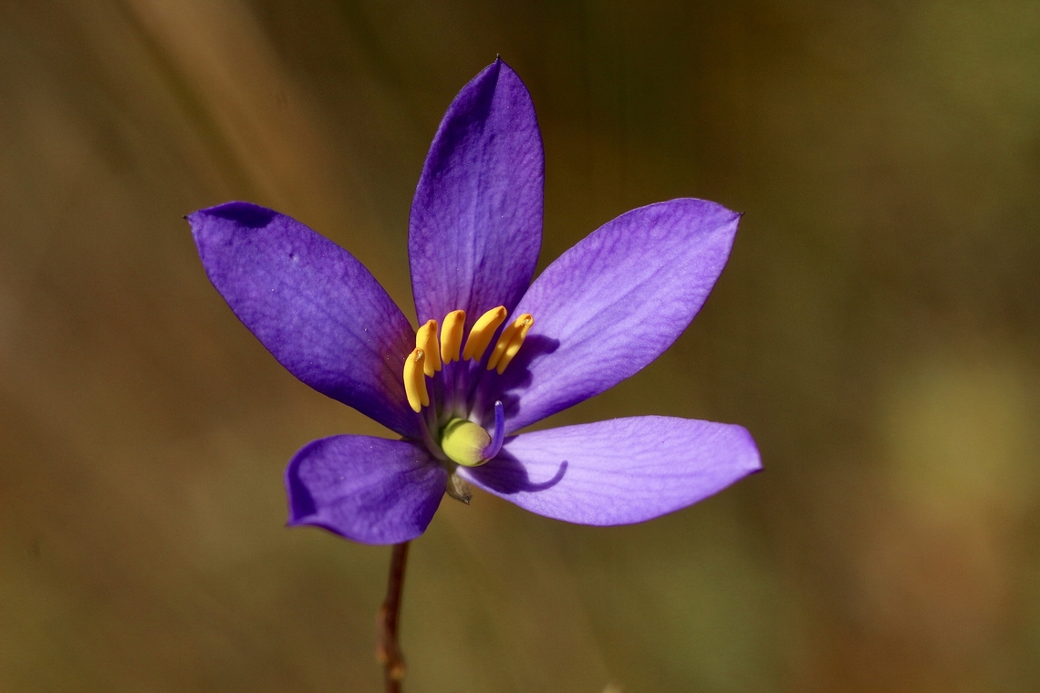 Finger- flower. Cheiranthera alternifolia  Australia,Cheiranthera alternifolia,Eamw flora,Finger-flower,Geotagged,Kyeema Conservation Park,Spring