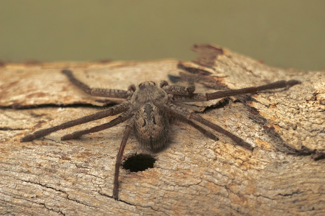 Huntsman spider - Isopeda woodwardi  Australia,Eamw spiders,Geotagged,Isopeda woodwardi,Kyeema Conservation Park,Spring