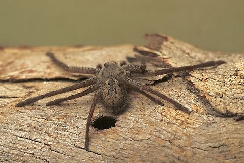 Huntsman spider - Isopeda woodwardi  Australia,Eamw spiders,Geotagged,Isopeda woodwardi,Kyeema Conservation Park,Spring