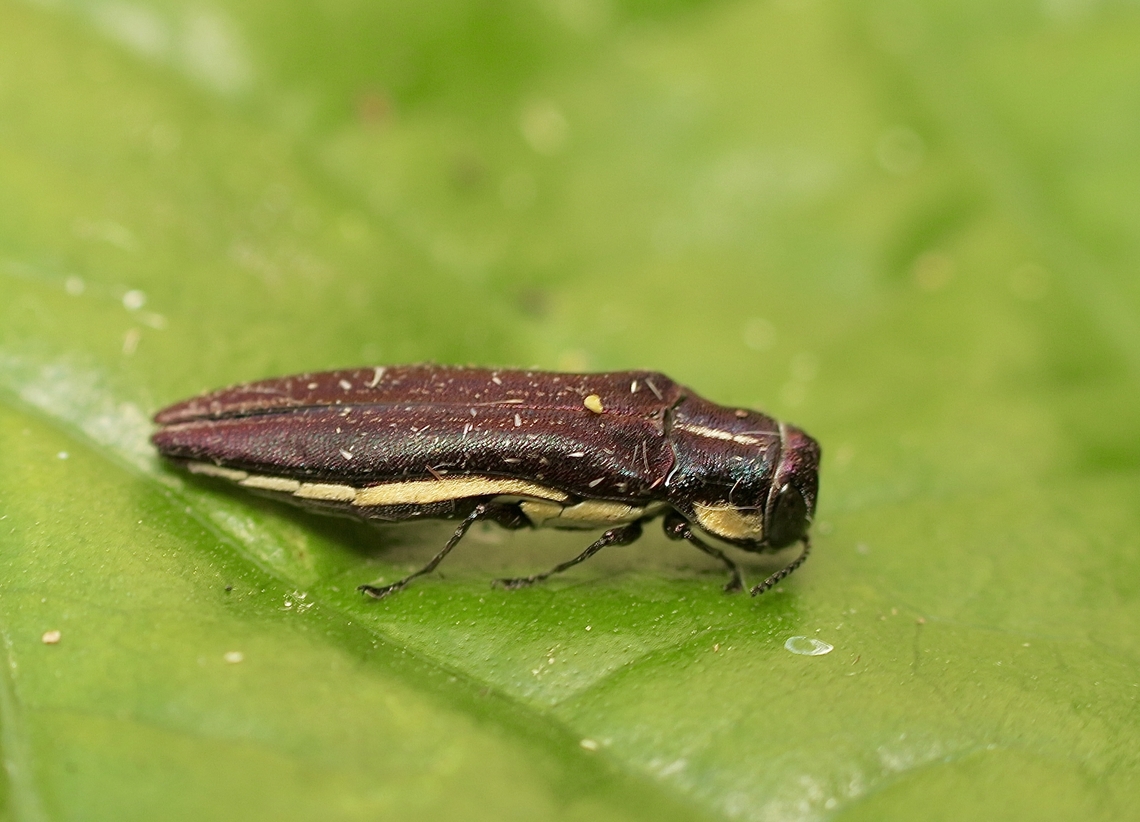 Agrilus hypoleucus  Agrilus australasiae,Agrilus hypoleucus,Australia,Eamw beetles,Geotagged,Kyeema Conservation Park,Spring,eamw jewel beetles