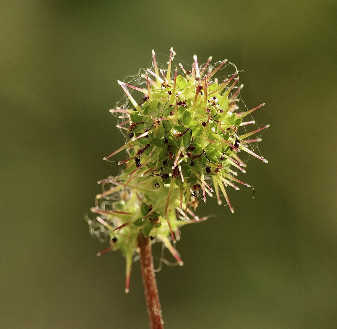 Sheep’s Burr - Acaena echinata  Acaena echinata,Australia,Eamw flora,Geotagged,Kyeema Conservation Park,Sheep's Burr,Spring