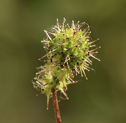 Sheep&rsquo;s Burr - Acaena echinata  Acaena echinata,Australia,Eamw flora,Geotagged,Kyeema Conservation Park,Sheep's Burr,Spring