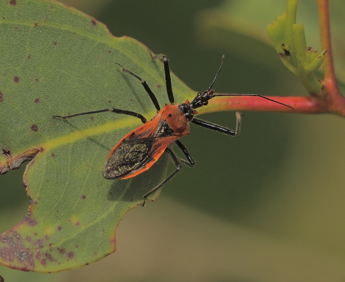 Orange Assassin Bug - Gminatus australis  Australia,Eamw assassin bugs,Geotagged,Gminatus australis,Kyeema Conservation Park,Orange Assassin Bug,Spring
