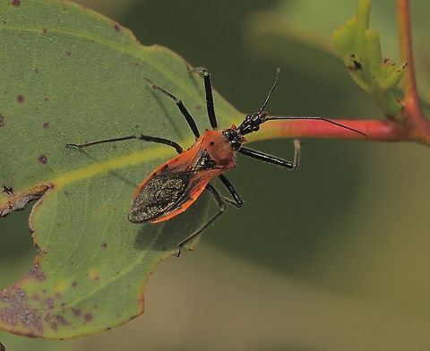 Orange Assassin Bug - Gminatus australis  Australia,Eamw assassin bugs,Geotagged,Gminatus australis,Kyeema Conservation Park,Orange Assassin Bug,Spring