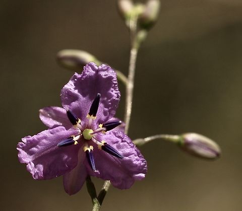 Chocolate Lily - Arthropodium strictum  Australia,Chocolate Lily,Dichopogon strictus,Eamw flora,Geotagged,Kyeema Conservation Park,Spring