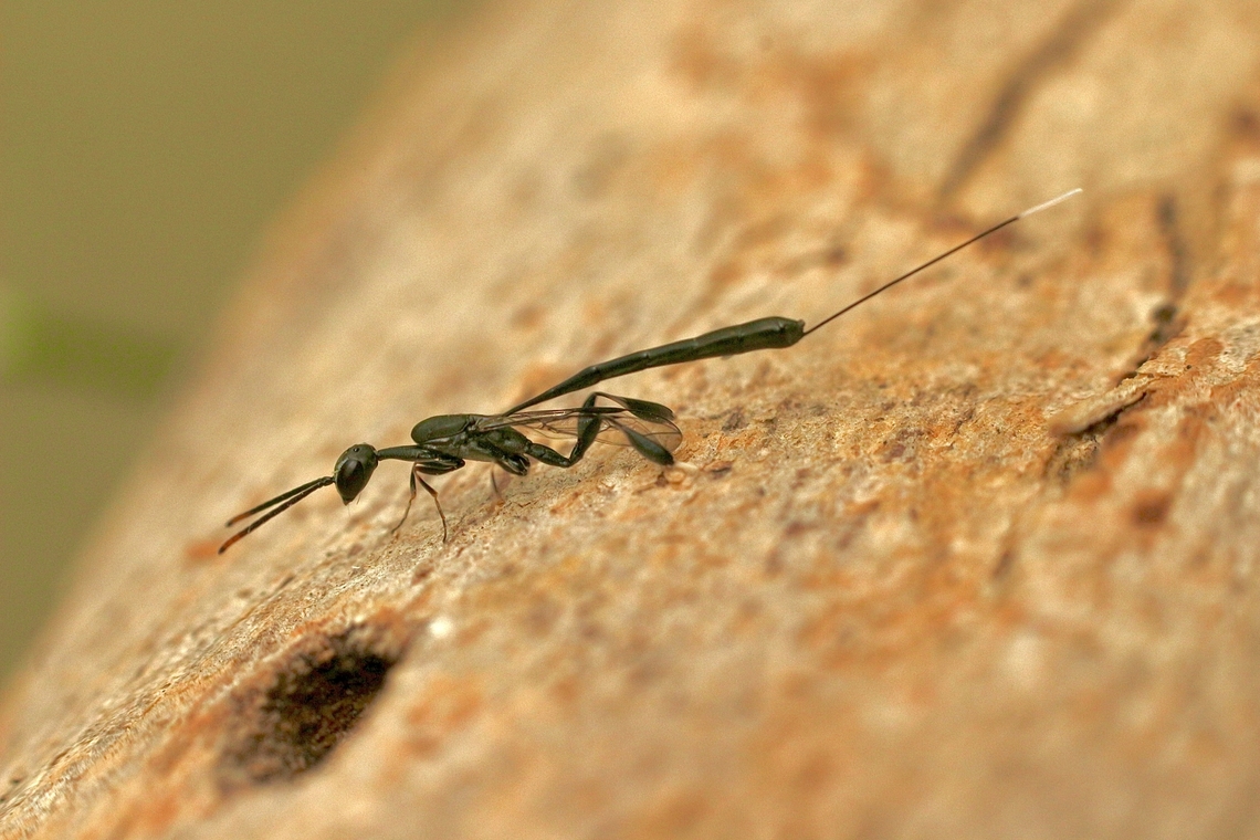 Wasp in genus Gusteruption A rather small wasp with body being about 12 to 15 mm without the ovipositor . I tried to identify it but couldn&rsquo;t. Australia,Eamw wasps,Geotagged,Kyeema Conservation Park,Spring