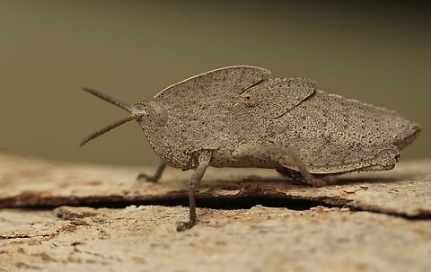 Gumleaf Grasshopper - Goniaea australasiae Looks like final instar. Australia,Eamw grasshoppers,Geotagged,Goniaea australasiae,Kyeema Conservation Park,Spring