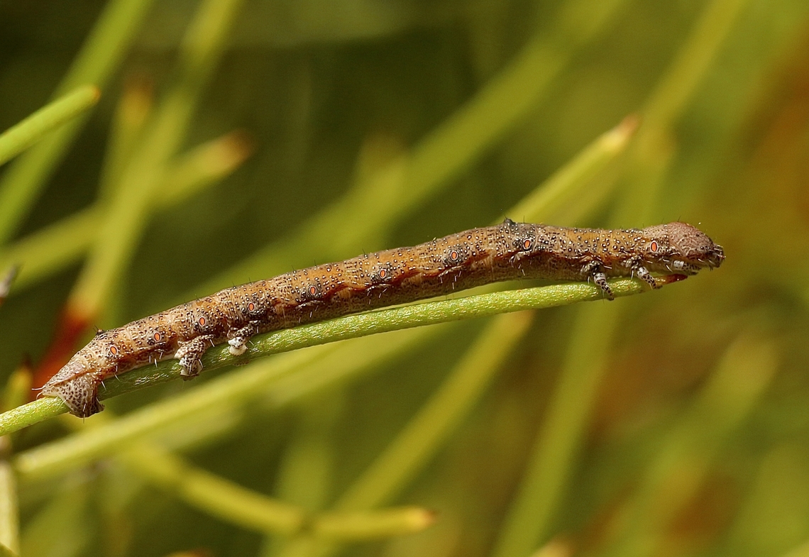 geometer moths caterpillar. Feeding on Hakea  Australia,Eamw caterpillars,Eamw moth,Geotagged,Kyeema Conservation Park,Spring
