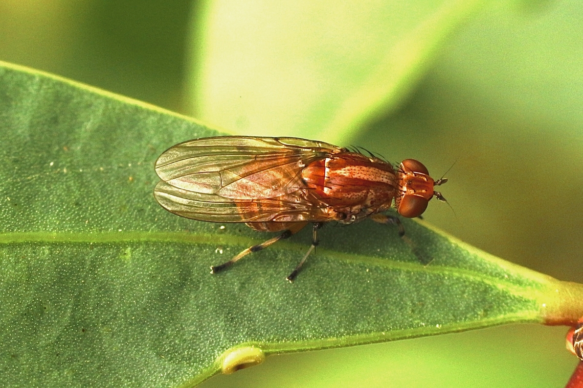 Sapromyza riparia  Australia,Geotagged,Kyeema Conservation Park,Sapromyza riparia,Summer,eamw flies