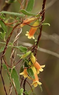 Orange Bell- Climber   Marianthus bignoniaceus  Australia,Eamw flora,Geotagged,Kyeema Conservation Park,Marianthus bignoniaceus,Orange Bell-Climber,Summer
