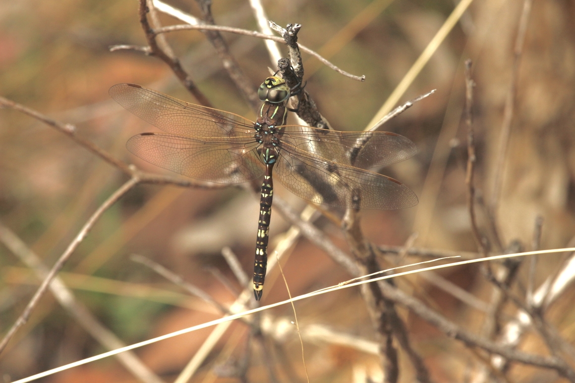 Blue Spotted Hawker - Adversaeschna brevistyla  Adversaeschna brevistyla,Australia,Blue Spotted Hawker,Eamw dragonflies,Geotagged,Kyeema Conservation Park,Summer