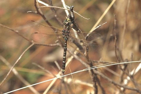 Blue Spotted Hawker - Adversaeschna brevistyla  Adversaeschna brevistyla,Australia,Blue Spotted Hawker,Eamw dragonflies,Geotagged,Kyeema Conservation Park,Summer