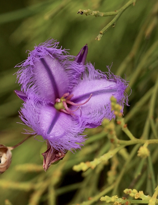 Thysanotus racemoides  Australia,Eamw flora,Geotagged,Kyeema Conservation Park,Rush Fringe-Lily,Summer,Thysanotus racemoides