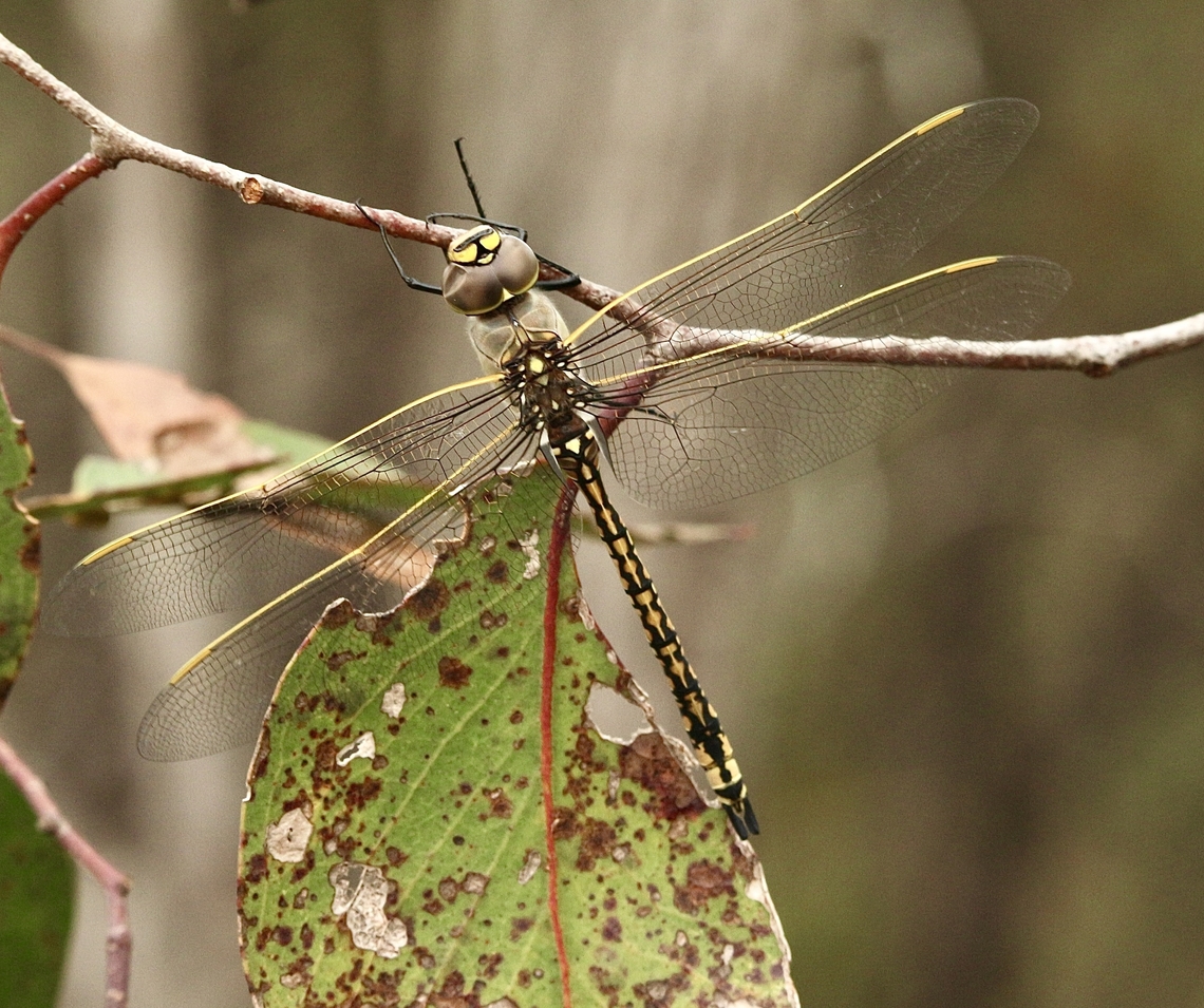 Australian emperor - Anax papuensis  Anax papuensis,Australia,Australian emperor,Eamw dragonflies,Geotagged,Kyeema Conservation Park,Summer