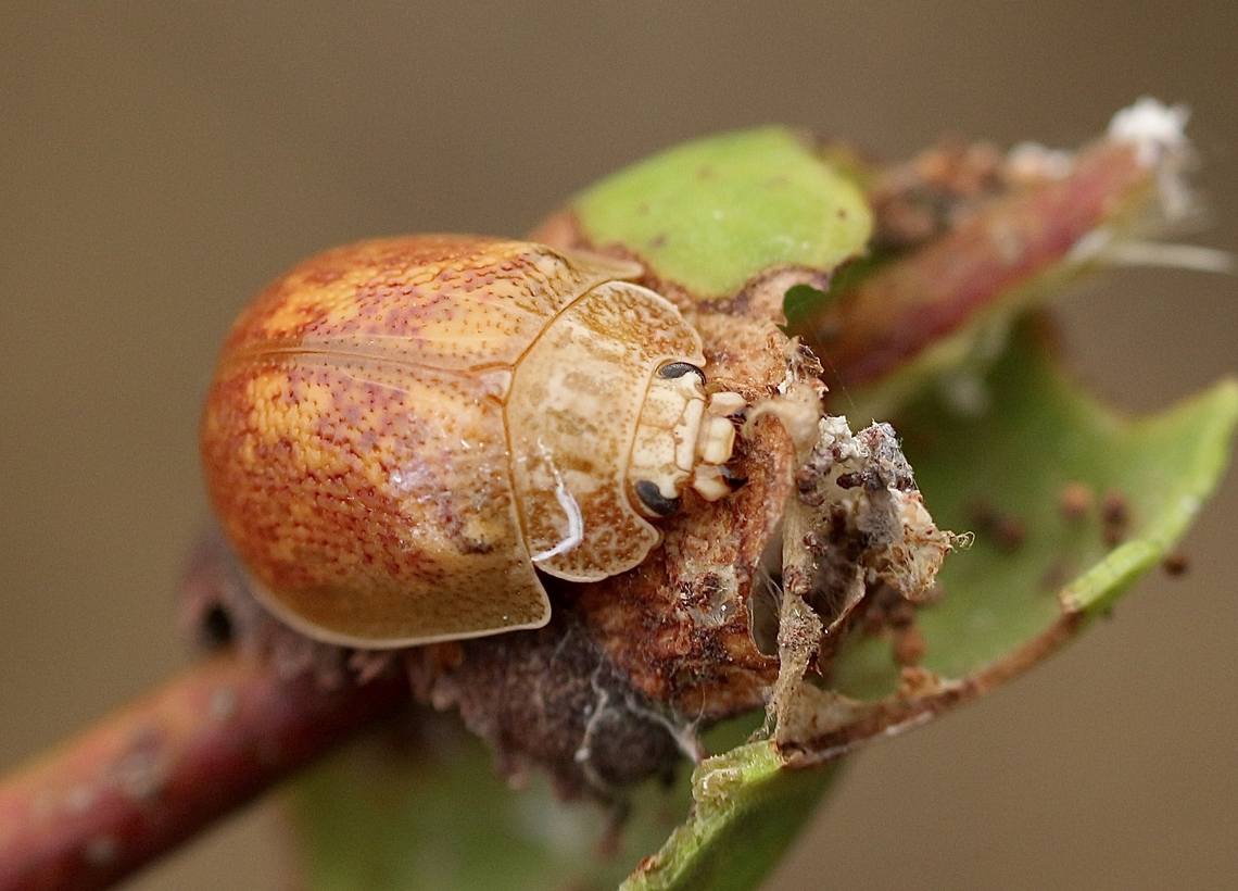 Paropsis intermedia  Australia,Eamw beetles,Geotagged,Kyeema Conservation Park,Paropsis intermedia,Summer