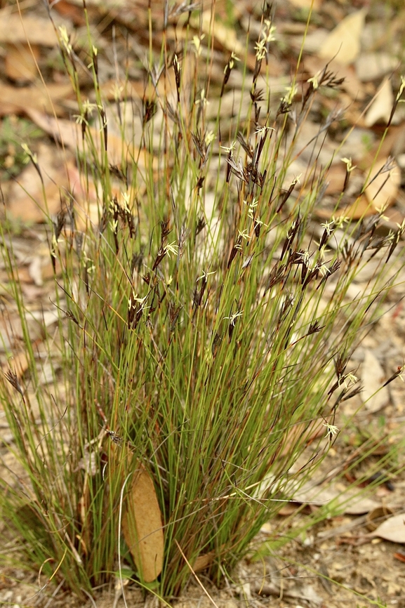 Black rapier-sedge -  Lepidosperma carphoides  Australia,Black rapier-sedge,Eamw flora,Geotagged,Kyeema Conservation Park,Lepidosperma carphoides,Summer