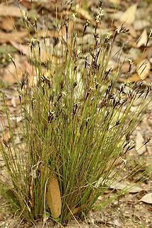Black rapier-sedge -  Lepidosperma carphoides  Australia,Black rapier-sedge,Eamw flora,Geotagged,Kyeema Conservation Park,Lepidosperma carphoides,Summer