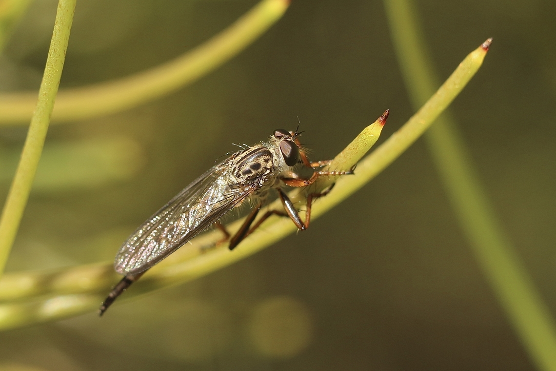 Robber fly - Cerdistus rusticanoides  Australia,Cerdistus rusticanoides,Eamw robber flies,Geotagged,Kyeema Conservation Park,Spring