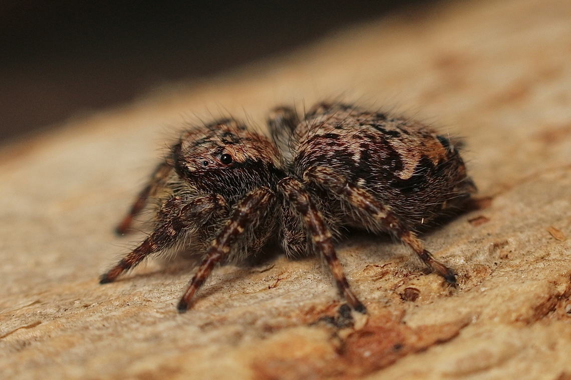 Servaea incana  Australia,Eamw spiders,Geotagged,Servaea incana,Spring,Victor Harbor SA