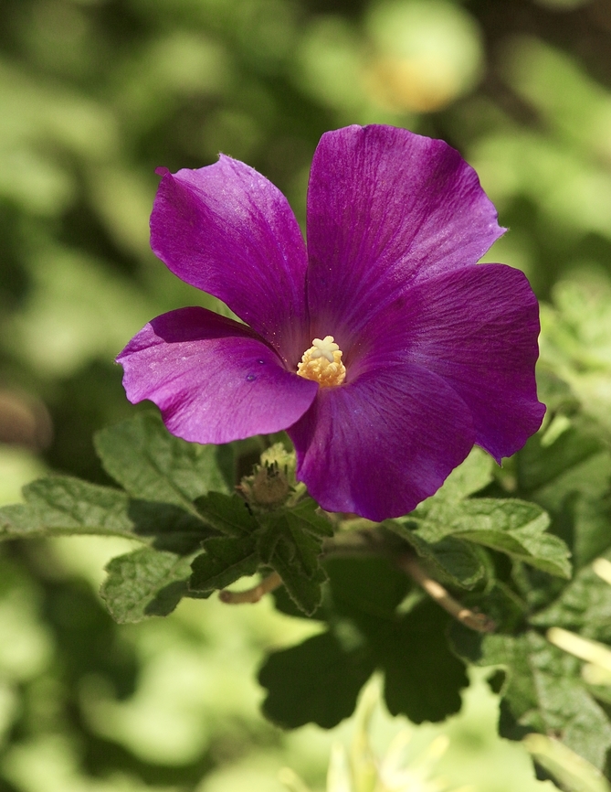 Alyogyne huegeli  Alyogyne huegeli,Alyogyne huegelii,Australia,Eamw flora,Geotagged,Spring,Victor Harbor SA