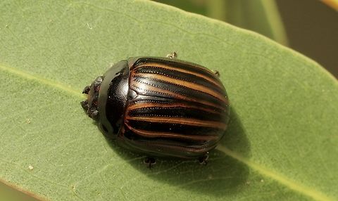 Paropsisterna gemina Found under bark of eucalyptus tree- Eucalyptus camaldulensis Australia,Eamw beetles,Geotagged,Paropsisterna gemina,Spring,Victor Harbor SA