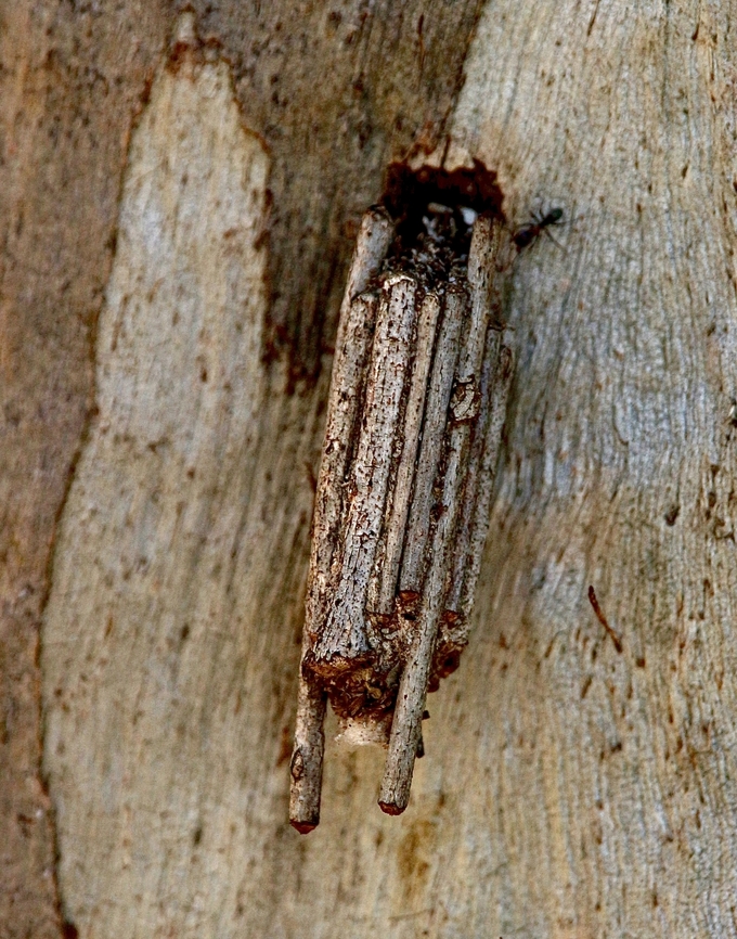 Cocoon of stick case moth- Clania lewinii Cocoon is probably not the correct word for this structure , which gives housing first for the caterpillar and later serves as protection for the pupae. This structure was hanging on a eucalyptus tree- Eucalyptus camaldulensis. Australia,Clania lewinii,Eamw case moth,Faggot Case Moth,Geotagged,Spring,Victor SA