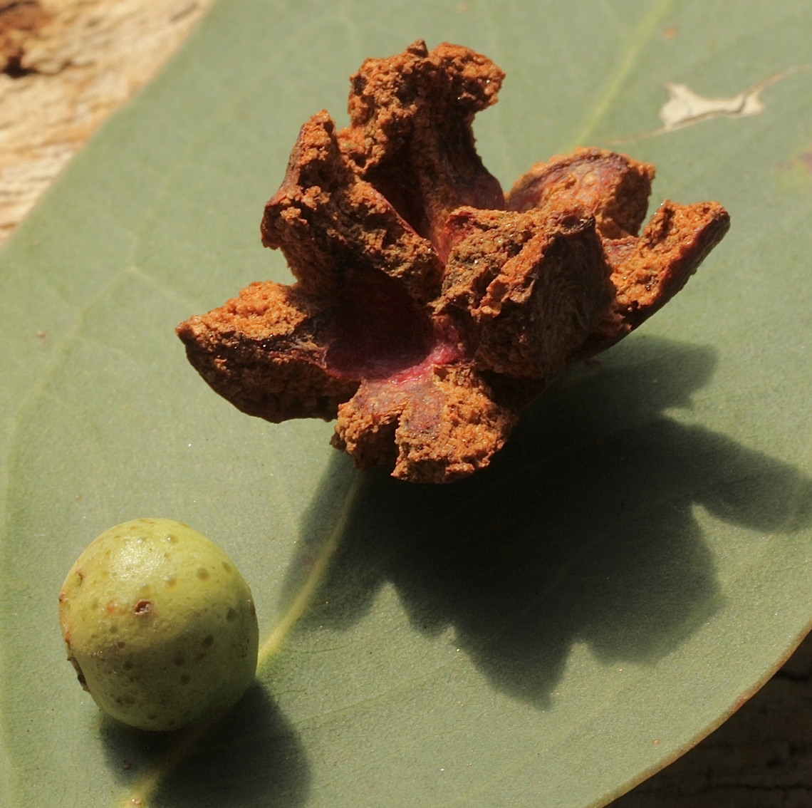 Schedotrioza apicobystra galls on a eucalyptus tree- Eucalyptus camaldulensis. Old and young galls,induced by psyllids.<br />
Psyllids are tiny sap-sucking insects that feed on the nutrient rich liquids inside leaves and transport tissues (xylem &amp; phloem). Most species of psyllid will only feed on one specific host plant, however some species are known to broaden their preferences to plant varieties within the same family. (Info sourced from Wikipedia) Australia,Eamw galls,Geotagged,Schedotrioza apicobystra,Spring,Victor Harbor SA